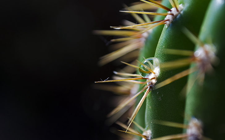 Fotografia makro kaktusa, ciemne tło, kaktus, kolce, ciernie, zieleń, kropla, Tapety HD