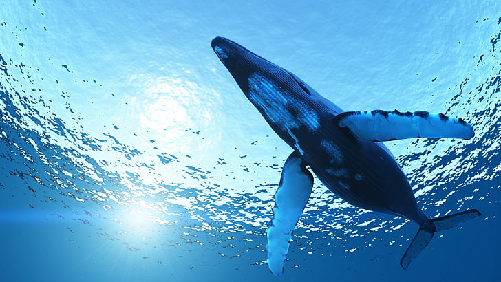 син кит, природа, кит, животни, под вода, HD тапет