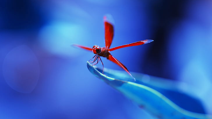 Red dragonfly, blue background, red dragonfly, Red, Dragonfly, Blue, Background, HD wallpaper
