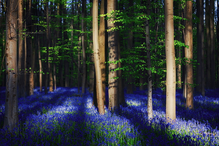 forest, light, trees, flowers, spring, shadows, Belgium, bells, bell, woodlands, HD wallpaper