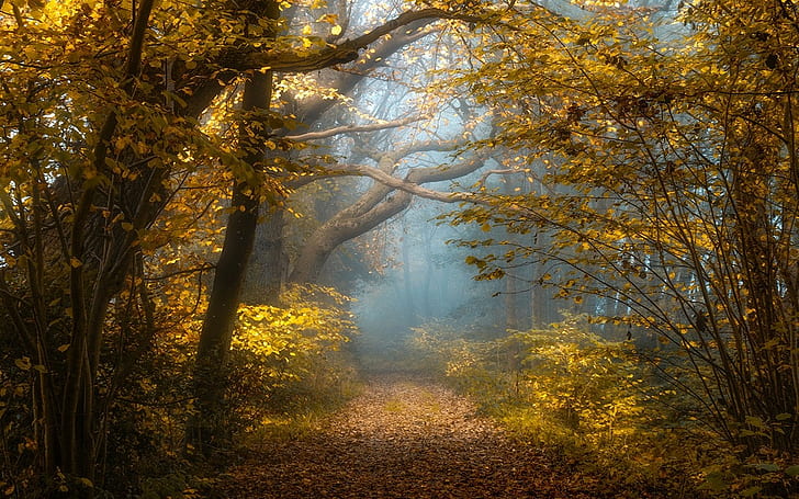 nature, landscape, fall, forest, sunlight, mist, shrubs, yellow, leaves, path, trees, morning, HD wallpaper