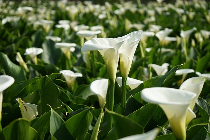 Flowers, Calla Lily, Close-Up, Flower, White Flower, HD wallpaper