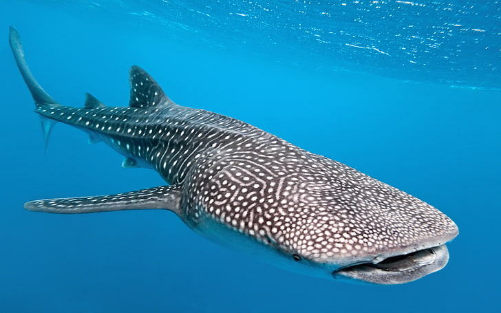 Китовая акула (Rhincodon typus) может достигать 20 метров в длину и весить 34 тонны. Эта акула считается самой крупной рыбой, обитающей в настоящее время на Земле., HD обои