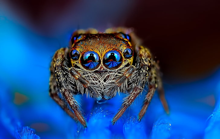 قفز العنكبوت البني ، العنكبوت ، العينين ، خلفية زرقاء ، الطائر، خلفية HD