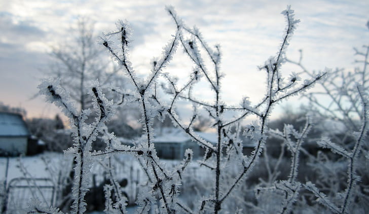 Rusia, musim dingin, salju, closeup, Wallpaper HD