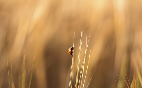 Mariquita naranja, fotografía de enfoque selectivo de mariquita sobre hierba, mariquitas, borrosa, insecto, escalada, macro, beige, luz solar, Fondo de pantalla HD HD wallpaper