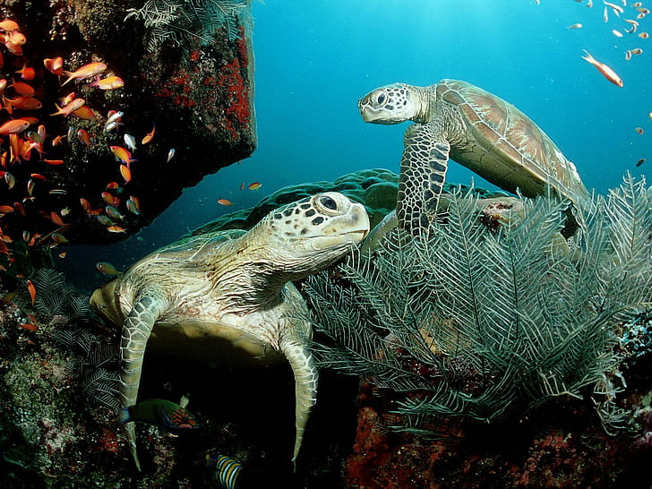 Tortuga marina, animales, mar, peces, rocas, fotografía, tortuga marina, animales, mar, peces, rocas, fotografía, Fondo de pantalla HD