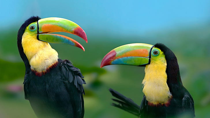วอลล์เปเปอร์ HD นกที่มีสีสันแปลกใหม่ Toucan สำหรับพีซีแท็บเล็ตและมือถือ -2560 × 1440, วอลล์เปเปอร์ HD