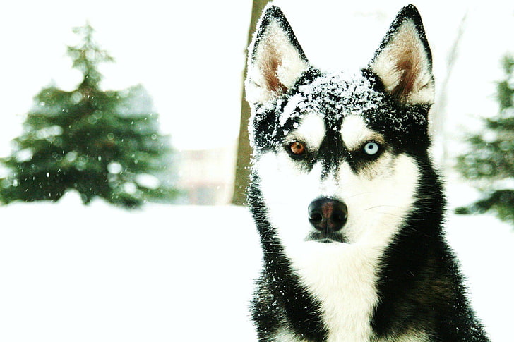 Siberian Husky, heterochromia, animals, dog, HD wallpaper