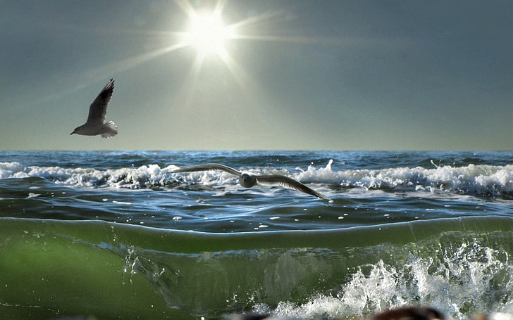 two white-and-gray birds, birds, sea, sun, waves, light, seagulls, splashes, day, HD wallpaper