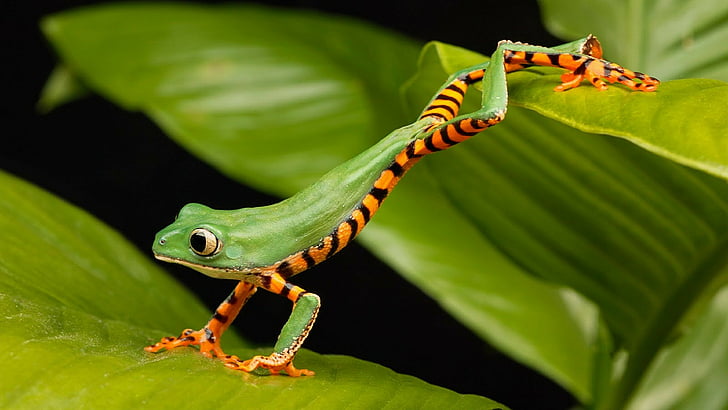 фотография с плитка фокусировка на зелена и оранжева жаба върху листа през деня, дълга жаба, зелена, HD тапет