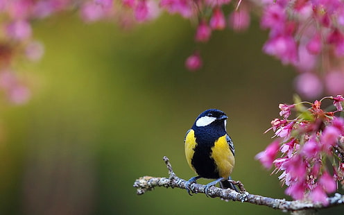 Tit bird on branch, tit, Bird, color, branch, flowers, blur, s, best, HD wallpaper HD wallpaper