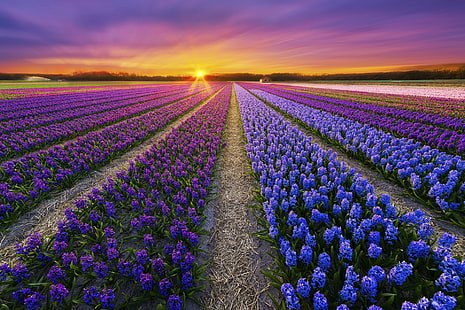 lawendowe pole, pole, zachód słońca, kwiaty, wiosna, plantacja, Tapety HD HD wallpaper