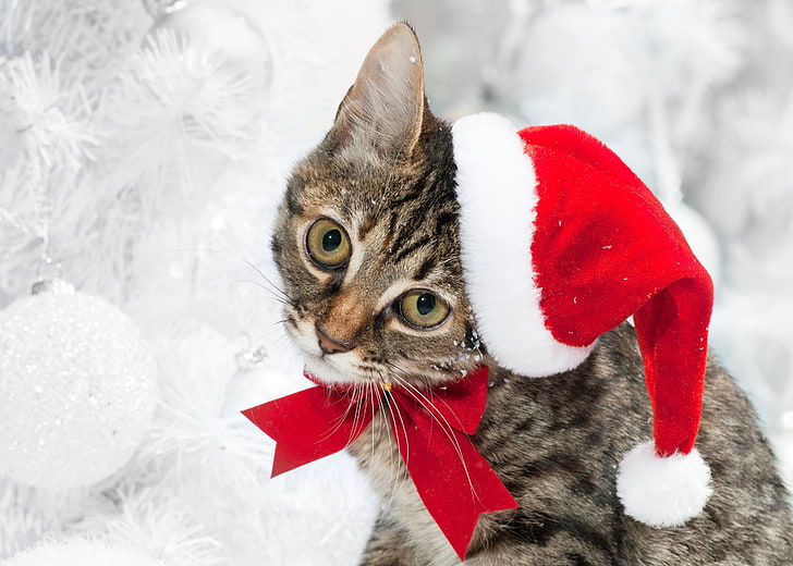 gato atigrado marrón, gato, sombrero de navidad, cara, nieve, invierno, Fondo de pantalla HD