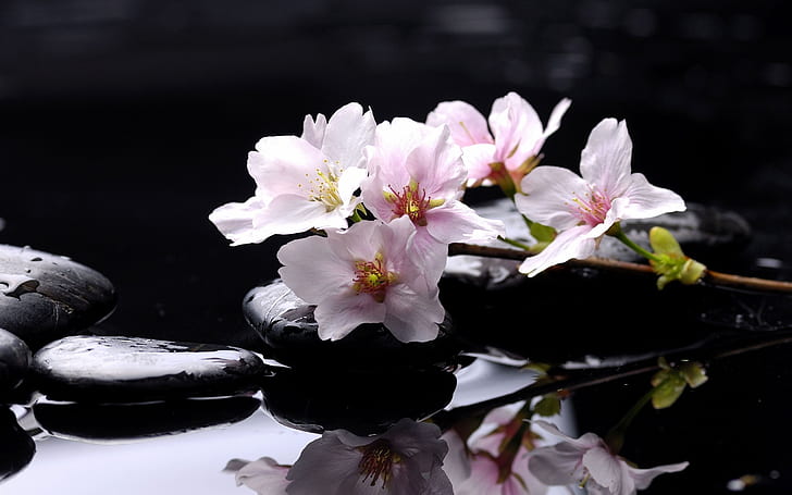 Fleur de Magnolia, fleurs blanches, spa, pierres, fond, photo, Fond d'écran HD