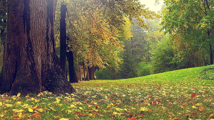 이미지 가을 Hd 바탕 화면 배경 화면 무료 다운로드 | Wallpaperbetter