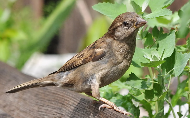 brown sparrow, sparrow, bird, summer, ptah, HD wallpaper