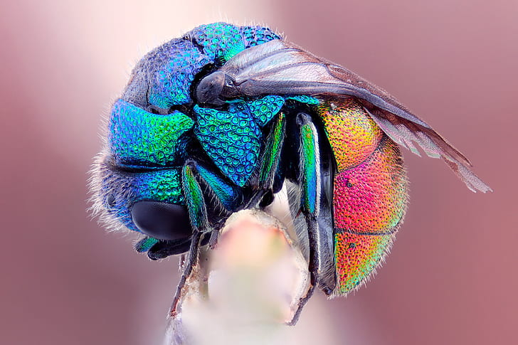 abejas, profundidad de campo, colorido, macro, insecto, cian, azul, rosa, Fondo de pantalla HD