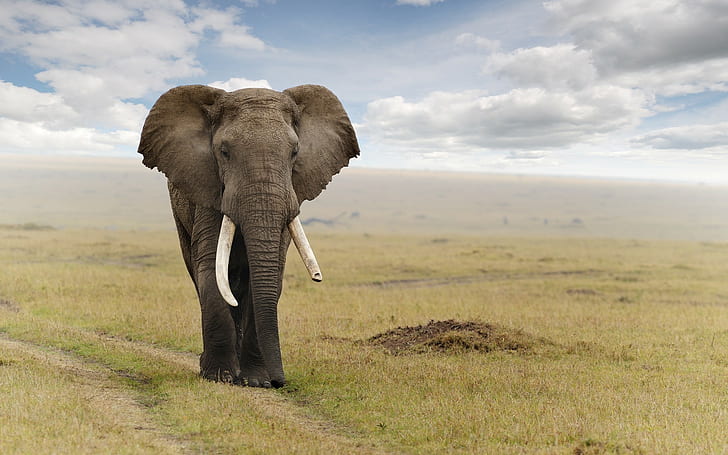animales, elefante, Fondo de pantalla HD