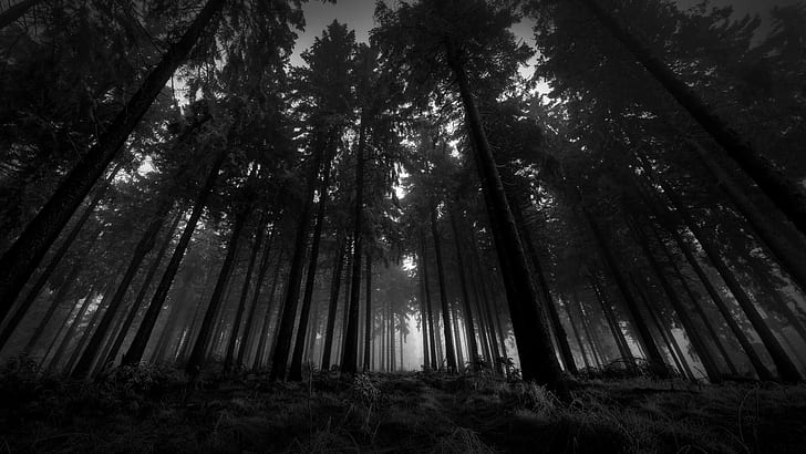 gelap, hutan, Wallpaper HD