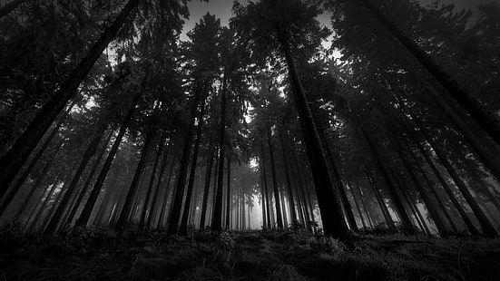 темный лес, HD обои HD wallpaper