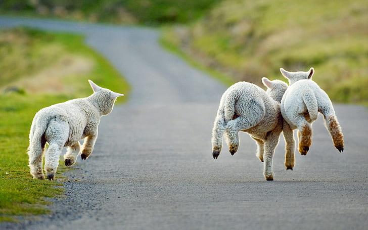 Christchurch, New Zealand, road, lambs running, Christchurch, New, Zealand, Road, Lambs, Running, HD wallpaper
