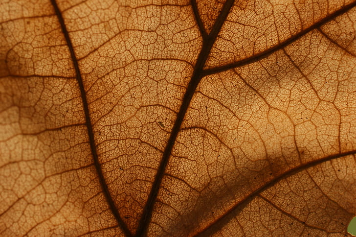 closeup photo of leaf cells, closeup, photo, leaf, cells, background, nature, close-up, backgrounds, macro, plant, pattern, textured, autumn, leaf Vein, abstract, HD wallpaper