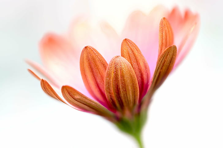selective focus photography of pink Daisy, Ethereal, selective focus, photography, flower, floral, macro, daisy, daisies, African, Denver Botanic Gardens, Colorado, Zerene, Stacker, indoor, high key, nature, plant, petal, close-up, flower Head, beauty In Nature, HD wallpaper