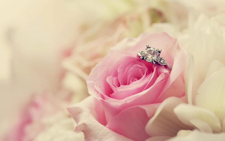 Boda, anillo, flores, rosa, fotografía, profundidad de campo, boda, anillo, flores, rosa, fotografía, profundidad de campo, Fondo de pantalla HD