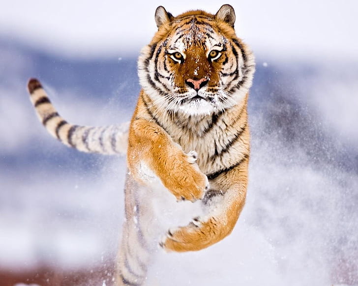 Amur Tiger in Snow, tiger, snow, amur, HD wallpaper