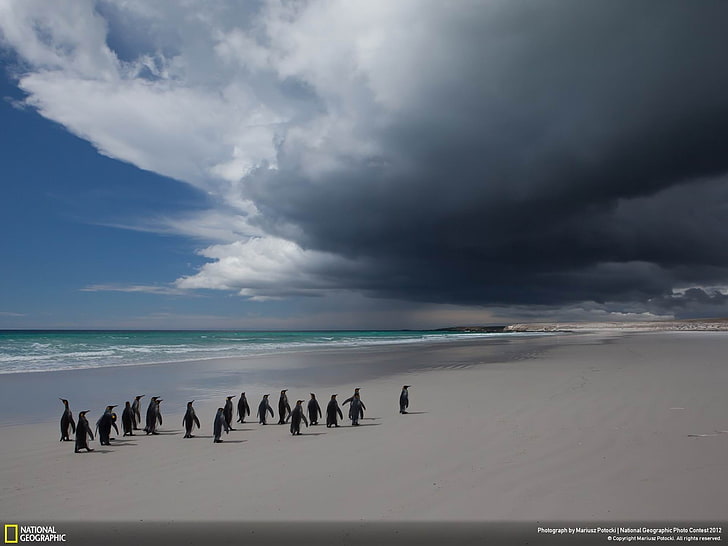Shaman Kings-National Geographic HD Wallpaper, flock of black-and-white penguins, HD wallpaper