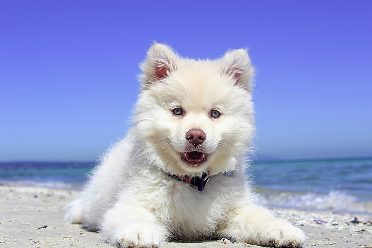 long-coated white puppy, finnish lapphund, dog, puppy, lying, open mouth, HD wallpaper