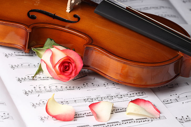 pink rose flower and brown and black violin, flowers, violin, roses, petals, HD wallpaper