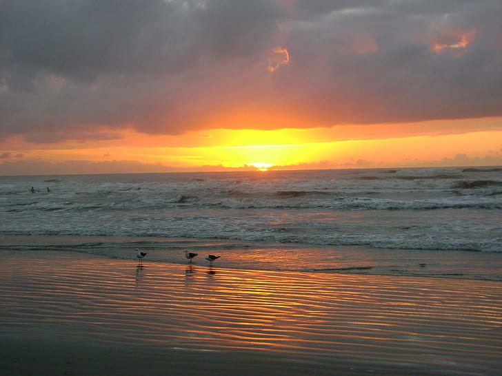 Praia-브라질, 해변, 브라질, 아침, 3D 및 초록, HD 배경 화면