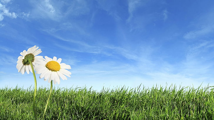 spring-theme-background-images-wallpaper-preview.jpg