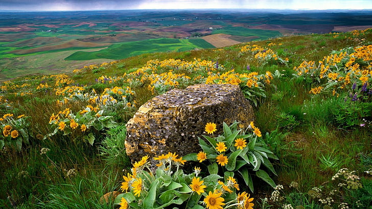 country, farm, fields, flowers, palouse, rocks, washington, yellow, HD wallpaper