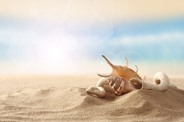two white and brown seashells, sand, beach, the sky, shell, wood, HD wallpaper