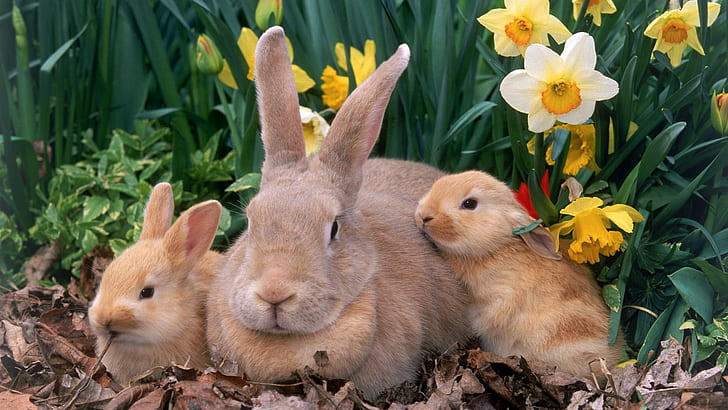 Bunny Family, lapins, oreilles, lapin, bébés, animaux, Fond d'écran HD