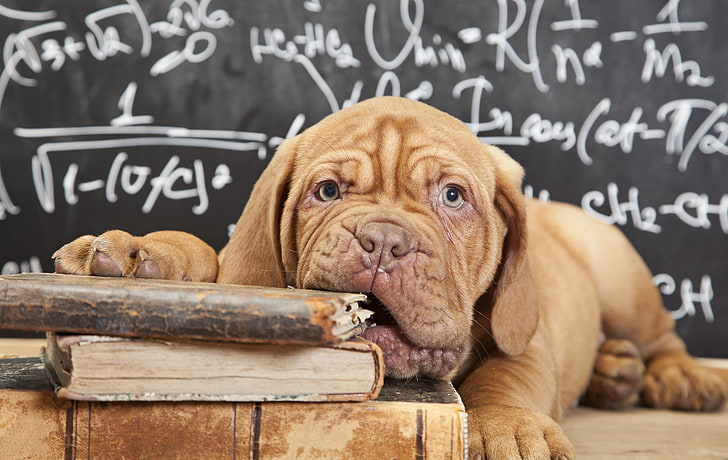 brązowy szczeniak mastifa francuskiego, spojrzenie, twarz, książki, pies, szczeniak, tablica, wzór, Dogue de Bordeaux, Tapety HD