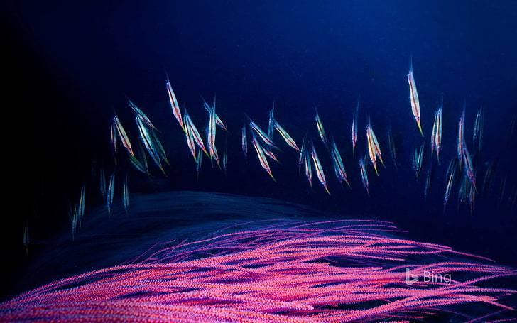 Cambuk laut merah Teluk Kimbe Papua Nugini-2016 Bing .., Wallpaper HD
