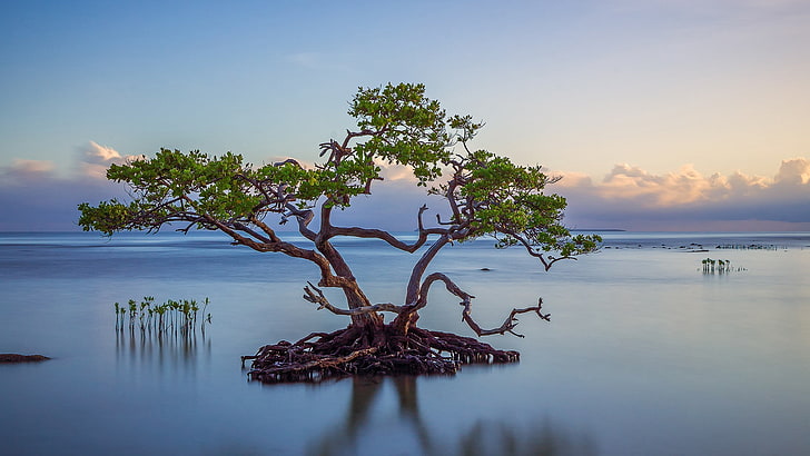 branch, Calm, clouds, Horizon, island, landscape, leaves, nature, plants, reflection, roots, Trees, water, HD wallpaper