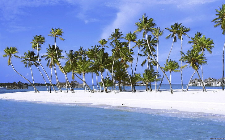 mer, palmiers, plage, Fond d'écran HD