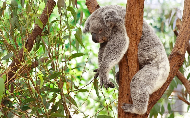 Binatang, Koala, Wallpaper HD