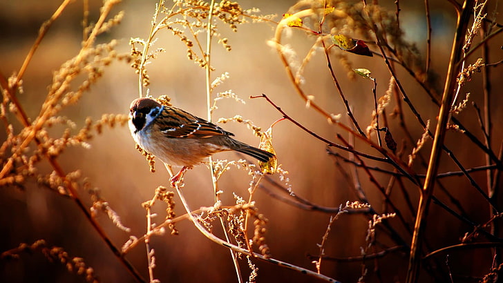 brauner und weißer Vogel, Vögel, Natur, Tiere, HD-Hintergrundbild