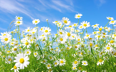 Kamille Blumen, Blumen, Natur, Kamille, Blumen, HD-Hintergrundbild HD wallpaper