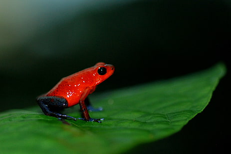 selective focus photography of a red frog on top of leaf, oophaga pumilio, poison dart frog, oophaga pumilio, poison dart frog, Oophaga pumilio, Strawberry, Poison Dart Frog, selective focus, photography, red frog, on top, leaf, taxonomy, binomial, Strawberry Poison Dart Frog, Blue jeans, Costa Rica, frog, amphibian, nature, animal, wildlife, green Color, close-up, macro, HD wallpaper HD wallpaper