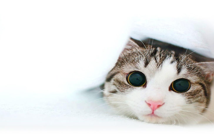 gato tigrado marrom, gato, branco, fundo branco, fundo simples, animais, rosto, olhos, HD papel de parede
