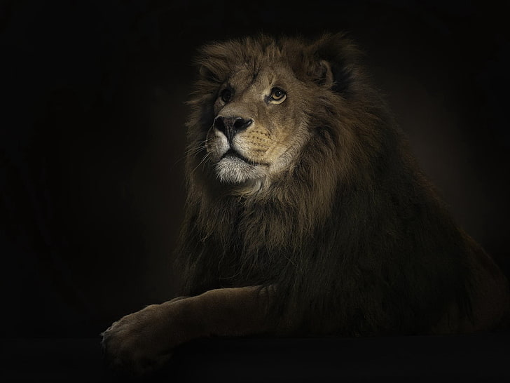 lion painting, lion, shadow, big cat, predator, HD wallpaper