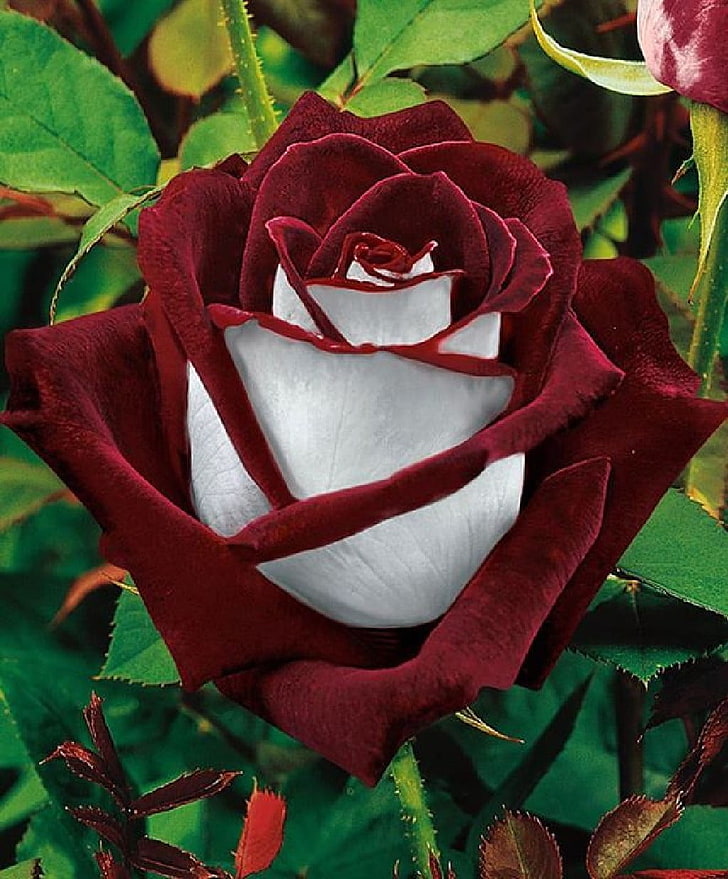 foto closeup de flor de pétalas vermelha e branca, rosa, flores, vermelho, branco, plantas, HD papel de parede, papel de parede de celular