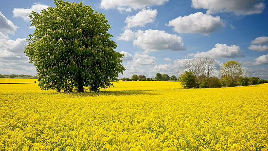 каштан, цвести, цветочный ковер, дерево, одинокое дерево, цветение, рапсовое поле, рапс, масличный рапс, рапс, рапсовое поле, цветочное поле, желтое поле, весна, одинокое дерево, HD обои HD wallpaper